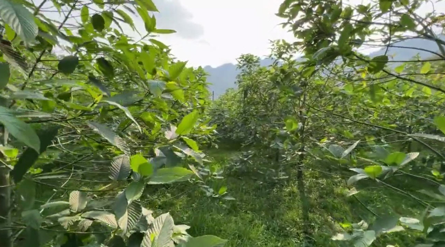 เฮมพ์ hemp cannabis 